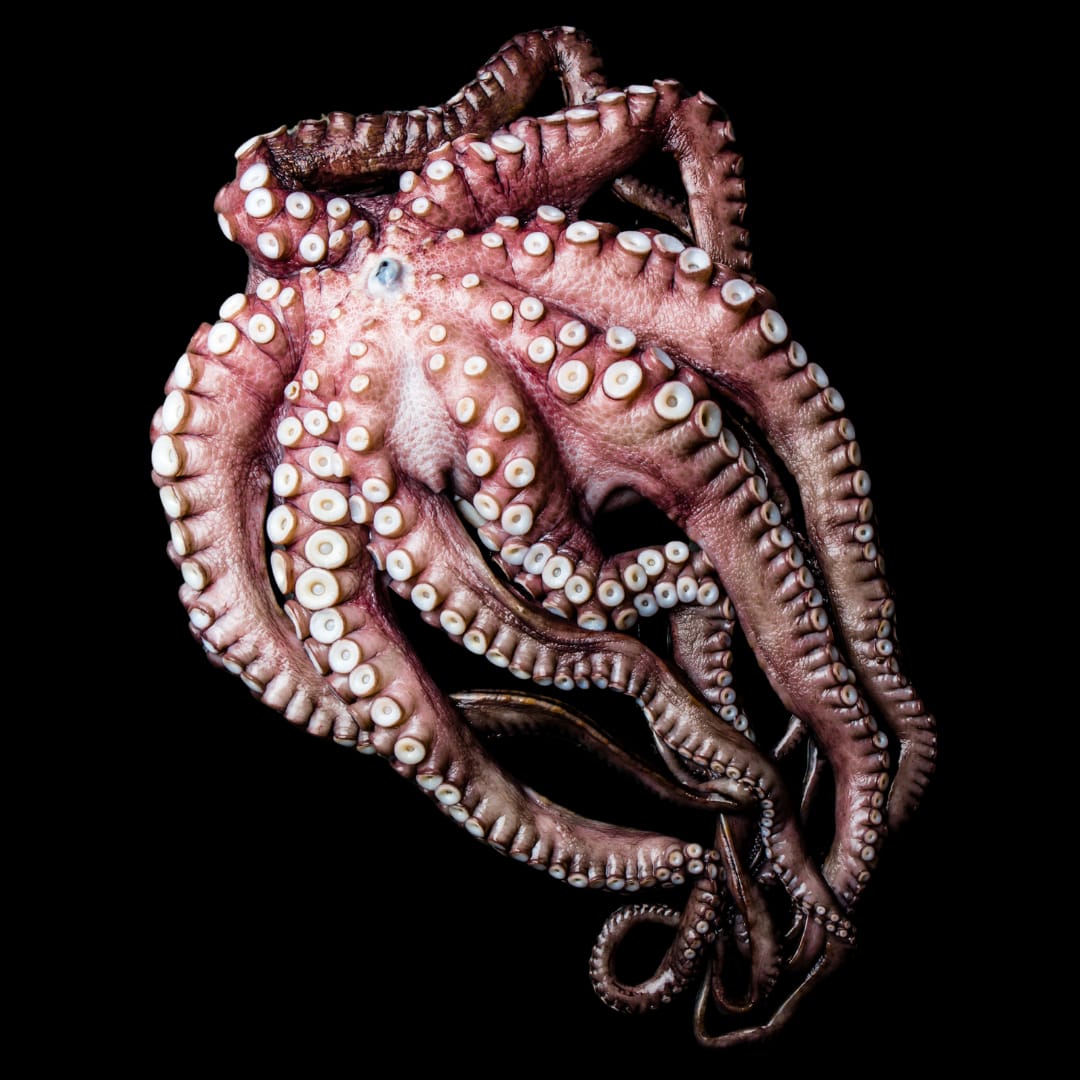 Octopus